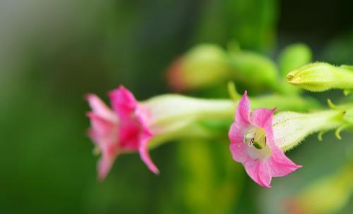 四种花常年开花易爆盆,被称为花卉界的劳模,一开就是100天!