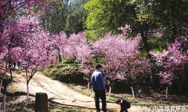 一条街|春城春意浓，西山区赏花正当时