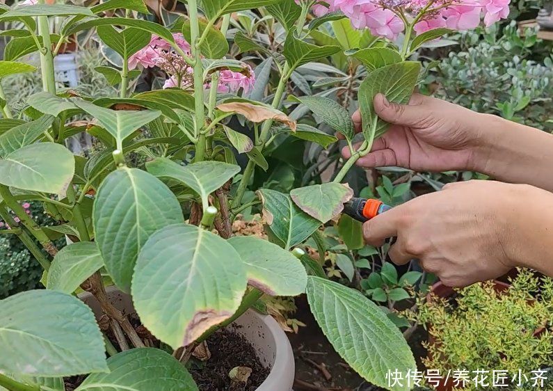 知识点|养花经常提到“要修剪”,修剪到底有啥用?这是个要懂的知识点