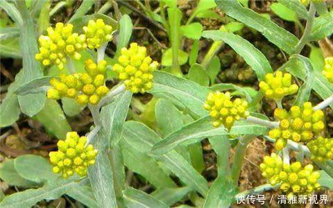 20種野菜吃過嗎?如果有時間趕緊去挖一些,下個月就老了