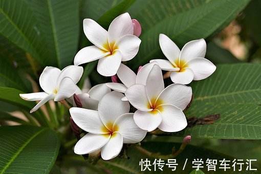 喜欢牡丹,不如养“高档玫瑰”修女伊丽莎白,色彩粉红,极为养眼