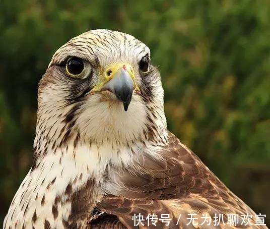 海豹|苏武牧羊 居然是生活在人间仙境!