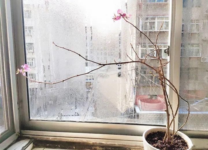 竹芋|11月,千万别买这种花,养不活惹一肚子气