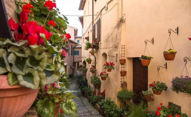 花再好看也别花钱买,浪费!只要随便捡几片叶子,落地就疯长