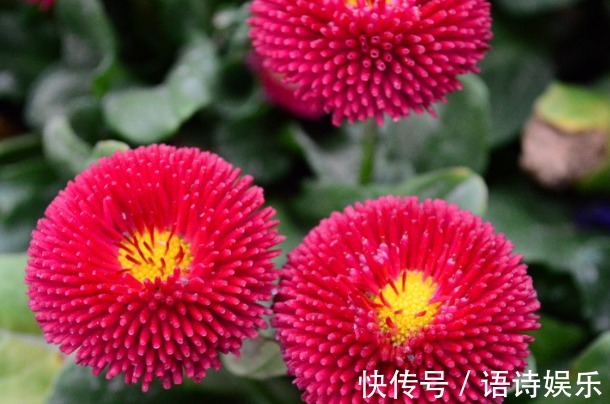 花开似“绒球”，比菊花好养，比牡丹有趣，好养易活，一开150天