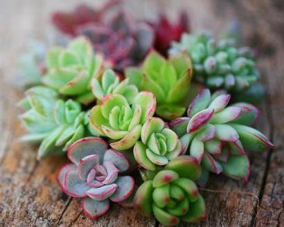 多肉叶插有“新招”,生根成活快,再也不化水,养出状态美美的