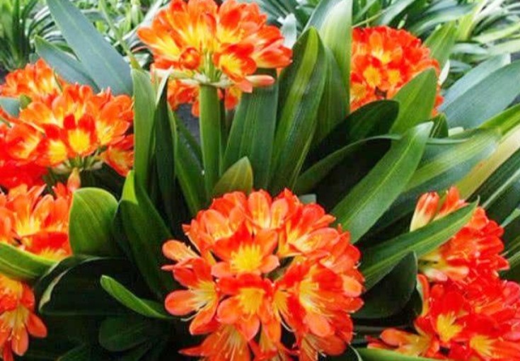 君子兰不开花打开它的“小开关”,花箭呼呼窜,一次开10朵!