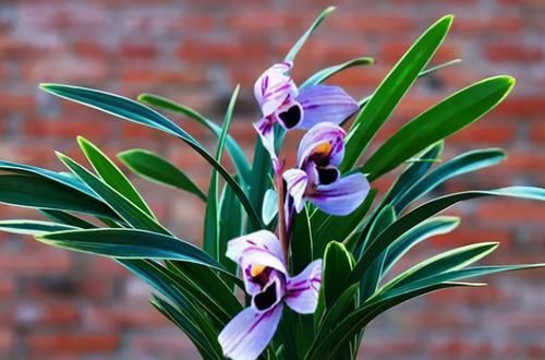  难得|此兰花色是难得一遇的好品种，香气浓郁，极具仙气，花迷们抢着买