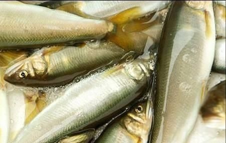 淡水鱼之王，肉质清香肥美，一斤卖54元，可以养殖吗