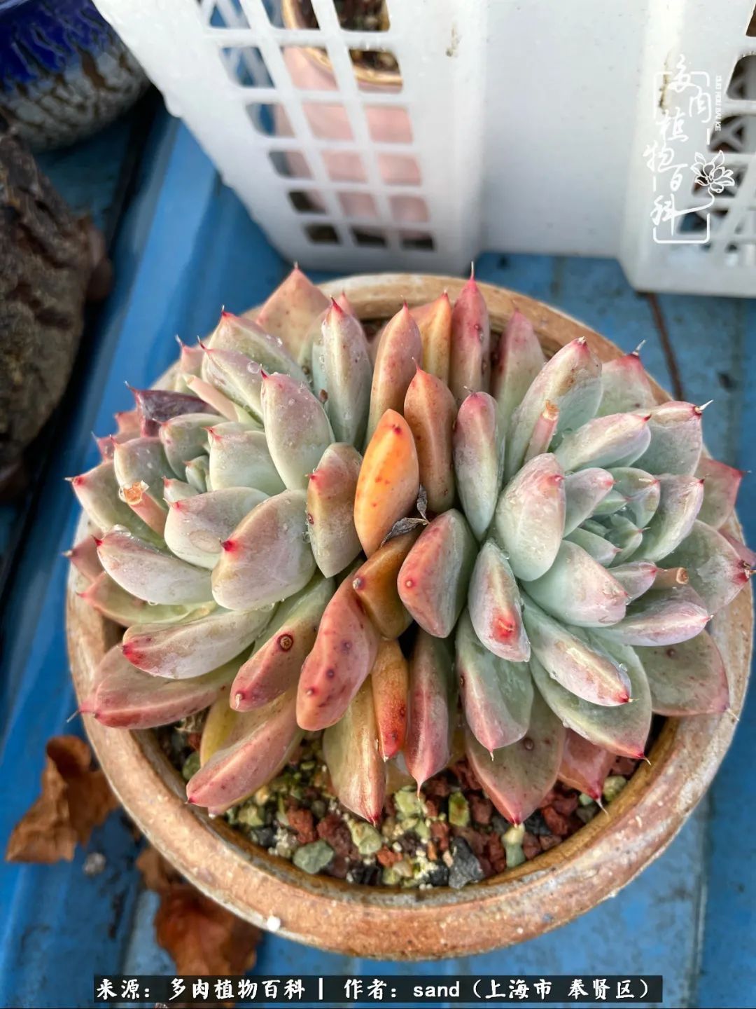 带着200多盆多肉,三个月搬两次家,是一种怎样的体验