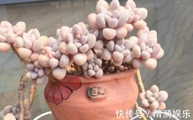 多肉|多肉长势差给它喂上“大补肥”,叶片肥又嫩,爆盆不难