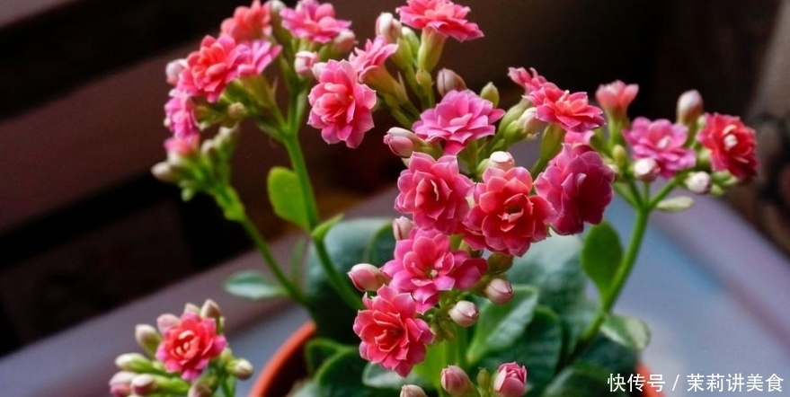 松树皮其实是个宝,营养丰富胜化肥,养啥啥壮真给力