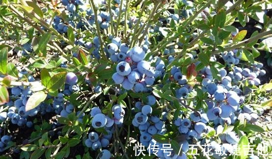 养1盆“耐寒”果树，枝头结满“蓝果子”，年年都能摘鲜甜水果！