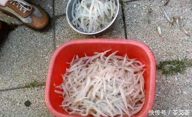 农村小哥在江边野钓，竟钓到“透明”的鱼，不料煮后变色了
