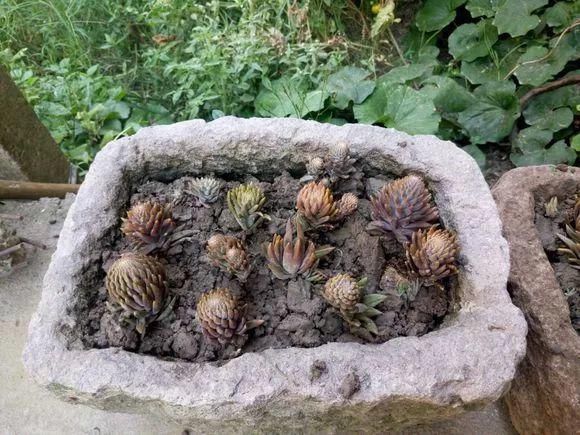 垂盆草|屋顶上的野草，人称“房神”，别再拔了，是福气！