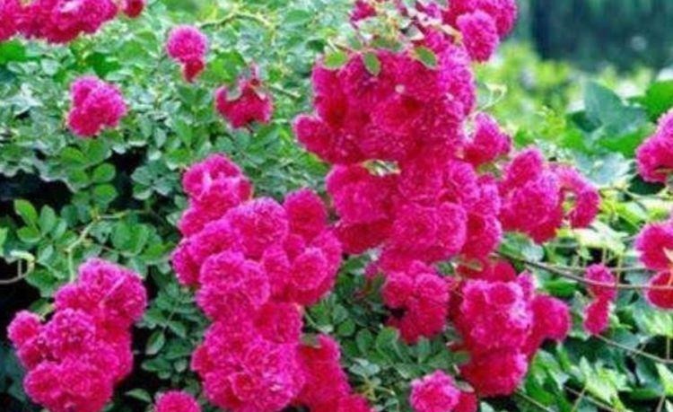 自带“贵气”的3种花,养家里1盆,开花富贵、阳台变成小花园!