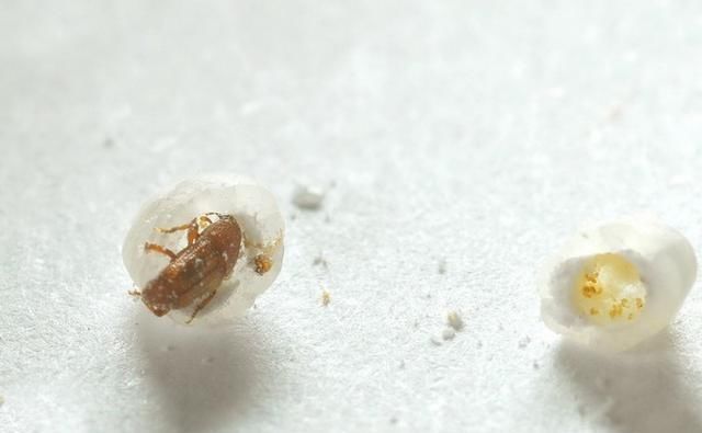 米放久了就生虫,那这些虫子是从哪来的难道是凭空出现的吗