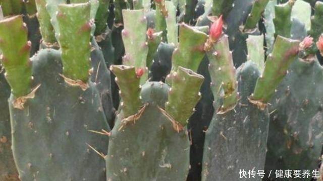 成活率|秋季,用无根仙人掌嫁接令箭荷花,这么做对四点,成活率100%!