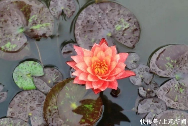 荷花|“四蒂睡莲”长什么样?一起来花博园看荷花、莲花群芳争艳