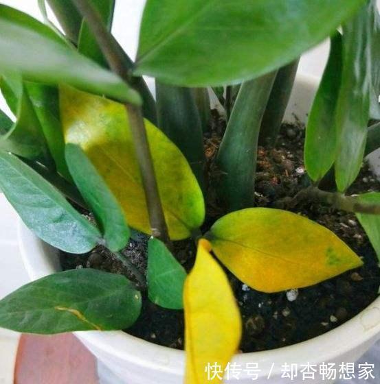 金钱树没精神老黄叶，挪个位置、剪两刀，植株粗壮、长得绿油油