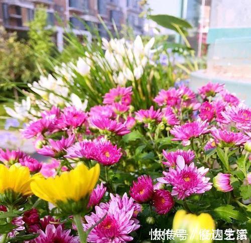 什么羊粪、有机肥都不如1种小粉末，养花喂一勺，开花量翻倍！