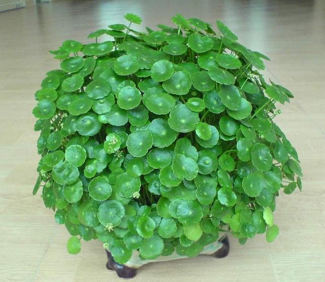 想让铜钱草“爆盆”,学会“小窍门”,一个月疯长爆盆,叶大又圆