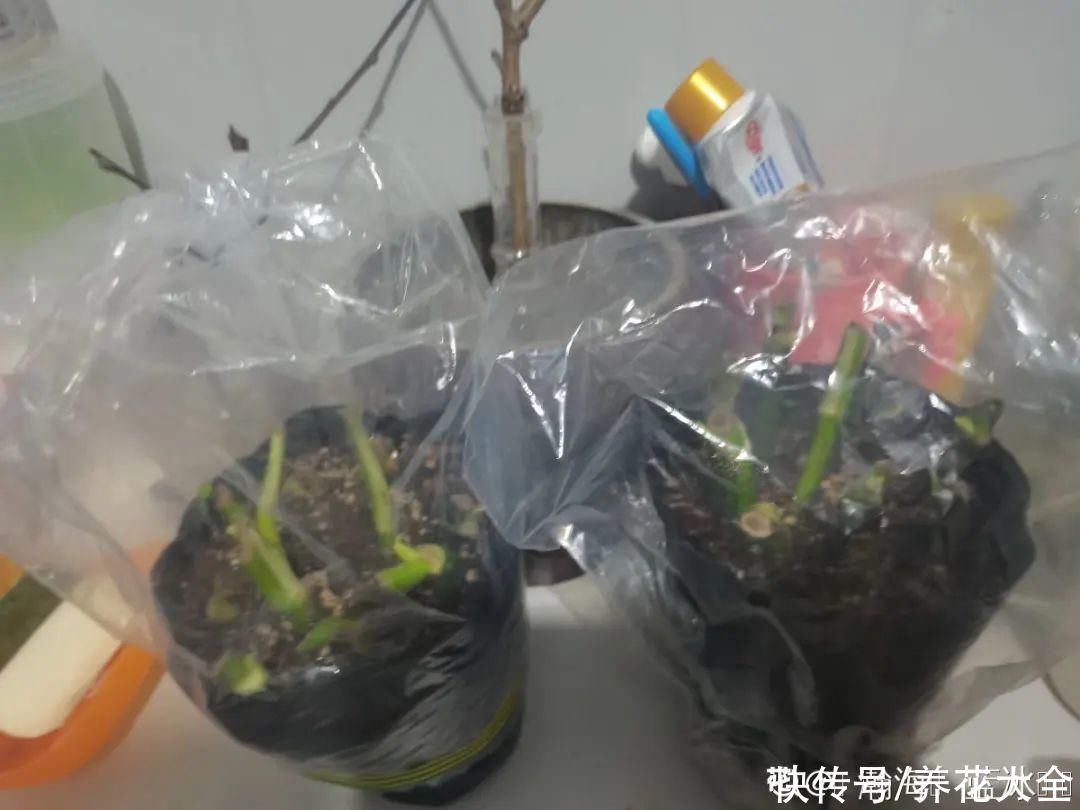 叶子|绿萝叶子“吐”水珠，恭喜你，养出了最佳状态