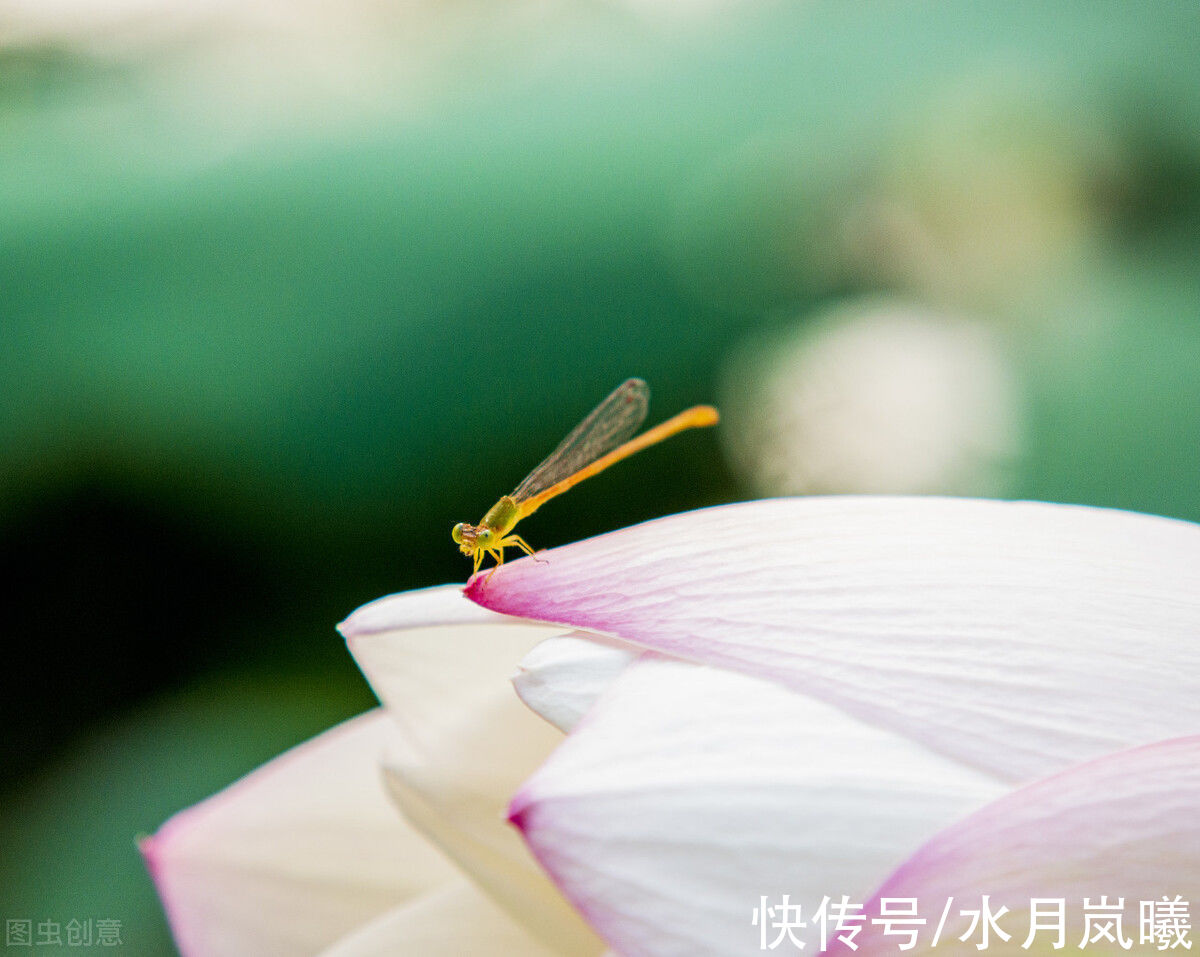 人间草木$寸寸芳华，染遍烟凉，谁的悲欢，荒了流年，谁的时光，凉了初见