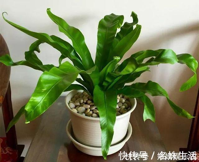 沙子|盆里埋点它,小虫子全没了,花越长越茂盛!