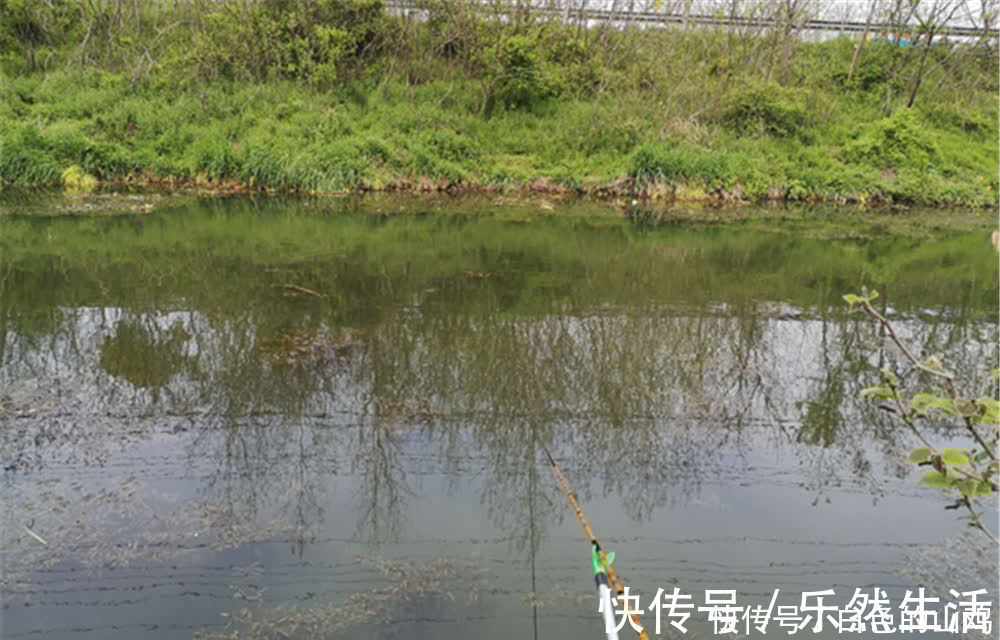 区域|在有水草的地方钓鲫鱼,钓点不能随意选择,有时候明水中鱼更多