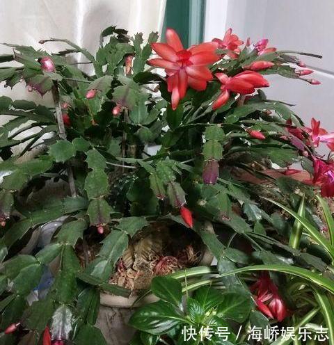 浇水|蟹爪兰叶片瘦，不精神给它“加加餐”，疯长新叶，开花爆盆