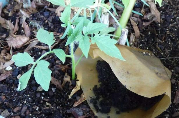 花草|不懂得给花施肥，就先了解肥料优缺点，及使用方法，答案全在里面