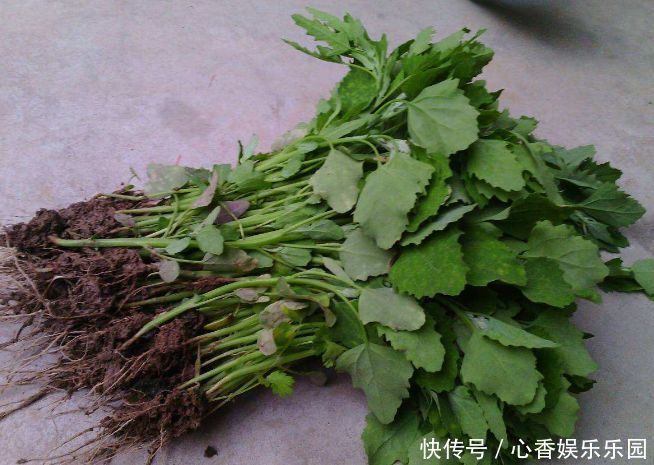 生长发育|农村此野菜,贱生长,能降压止痛,预防贫血,促进儿童生长发育