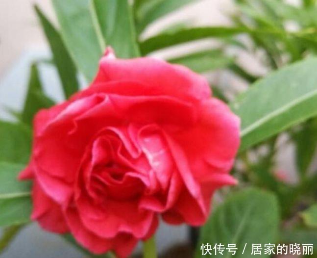 花色|家养这些植物，阳台开出花海，开花美长势旺，黄绿交辉，内敛美