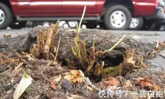 长大|房子边上看见这种草,赶紧连根拔掉,等长大就麻烦了