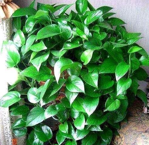 养绿萝，别忘加点这种“料”，叶片不黄，新芽猛窜，一个月就爆盆