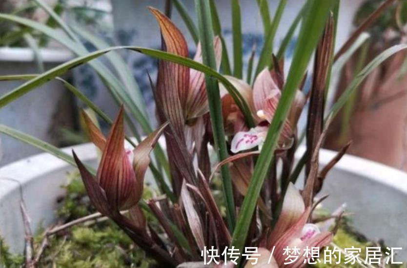 友友们请注意:10月后的兰花状态好好极了,抓住时机长势旺