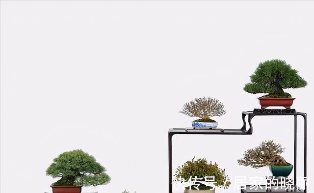 植株|制作微小型盆景,素材的选择是关键,教你如何快速地获取优质素材