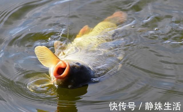 黑坑钓鱼心得分享,不想空手而归,推荐钓友看完收藏