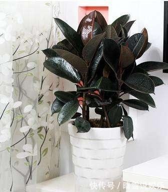 修剪|盆栽橡皮树,养护有诀窍,叶子亮的能发光,枝干粗壮,百搭盆栽