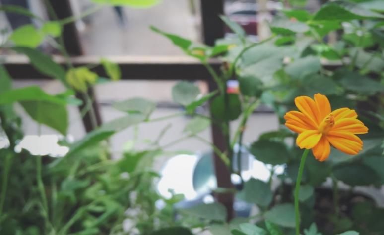 养花种草、培育果蔬，准备上植物通用缓释肥，更长肥效更安全