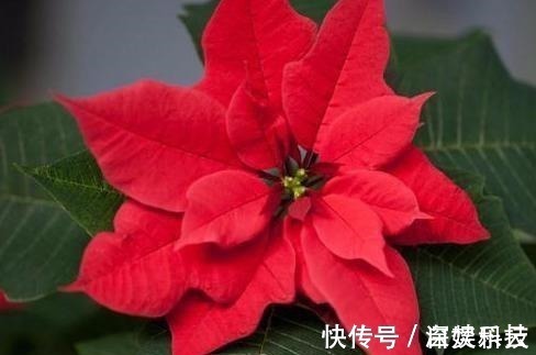 植物|如果有人送你3种花,不要养在家中,是我就直接断交