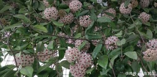 阳台杂乱无章又狭窄,不如盆栽这些花卉植物,美得如同花海仙境