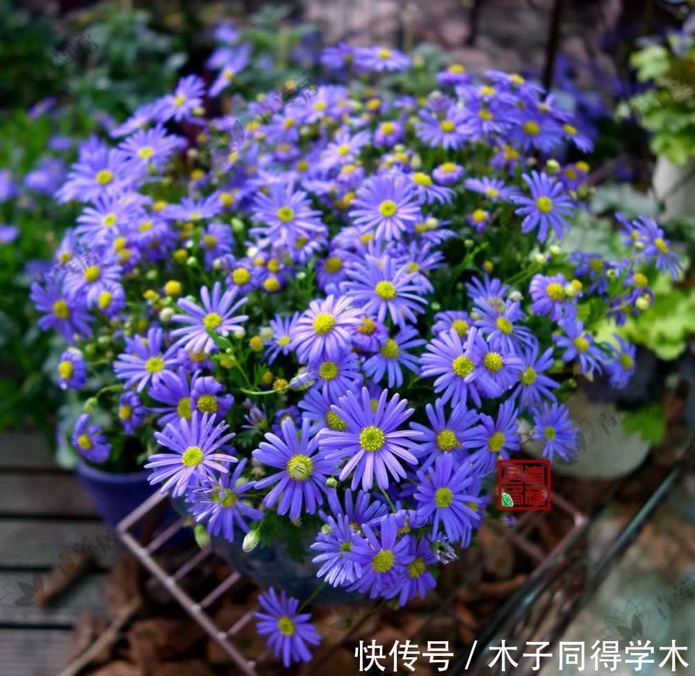 春天养玛格丽特,3多1少“爆花”小技巧,先长草球,再爆花球