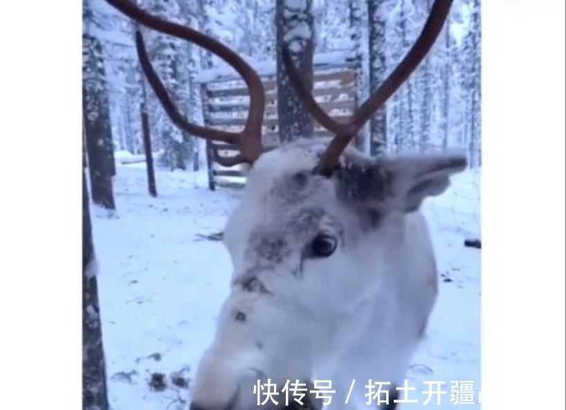 驯鹿|有钱任性!C罗未婚妻带4娃北极“烤火”,与11岁迷你罗亲密合照