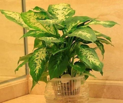 养花|自来水养花会把花浇死？教你3种方法，任选其一，花朵翠绿又旺盛