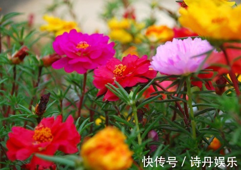 这些花草放在盆里不用管,也一样能爆盆,超级好养活,懒人的福音