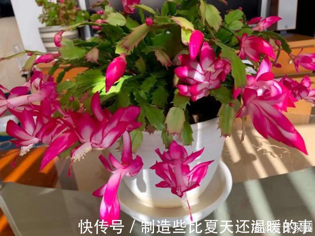 要点|养护蟹爪兰,要注意8个要点,才能开出仙气飘飘花