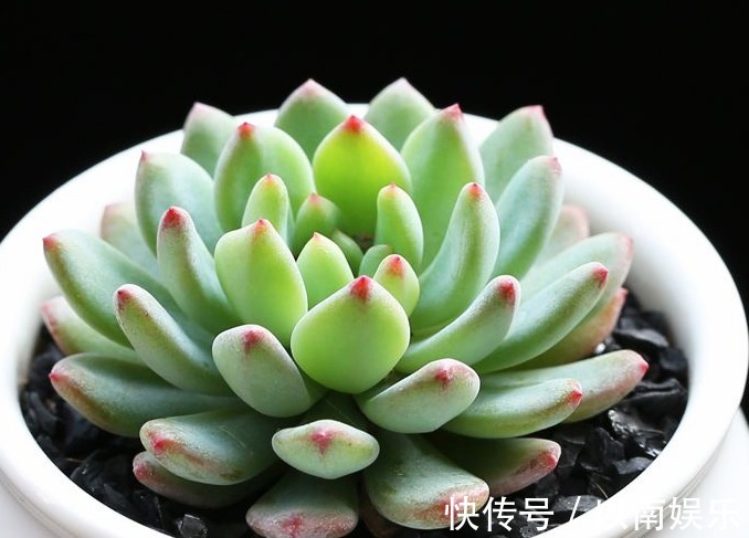 技巧|多肉植物夏天很难养只需要掌握3个技巧,夏天多肉一样生命旺盛