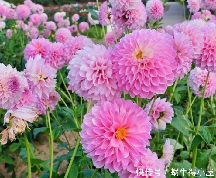 几种花超漂亮的,沾土就活,开花又大又艳,十里飘香